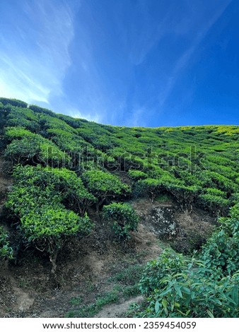 Tea plantations in Munnar hillstation located in Kerala