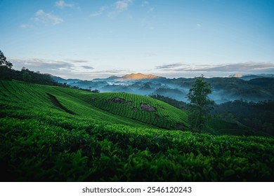 Tea plantations in Munnar, India, surrounded by lush green hills - Powered by Shutterstock