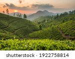 Tea plantations in Munnar, Kerala, India. Beautiful tea plantations landscape at sunset