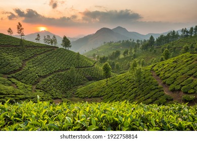 Tea plantations in Munnar, Kerala, India. Beautiful tea plantations landscape at sunset