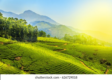 Tea plantations in Munnar, Kerala, India. Stunning views of green hills with blue sky. - Powered by Shutterstock