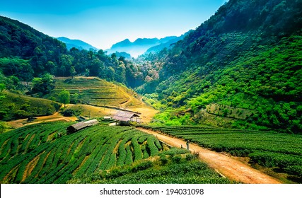Tea plantations on angkhang mountain, chiang mai, thailand