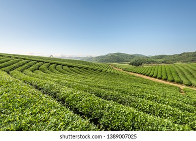 tea plantations on a sunny morning, beautiful green hilly landscape - Shutterstock ID 1389007025
