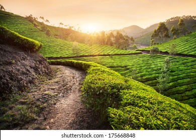 Tea plantations at sunset in Munnar hills, Kerala, India  - Powered by Shutterstock