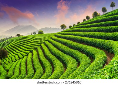 72,861 Beautiful Landscape Tea Field Images, Stock Photos & Vectors ...