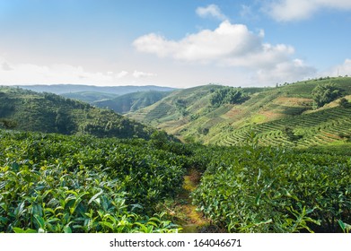 Tea plantations in vicinities Dadugangxiang village...