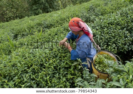 Tea plucker