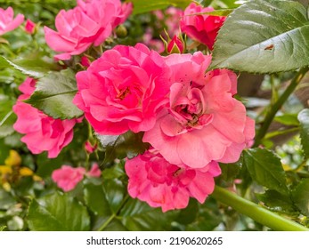 Tea Rose (Rosa × Odorata) Is A Hybrid Flowering Plant Of The Genus Rosa Native To Yunnan In Southwest China, Whose Taxonomy Has Been Confused. 