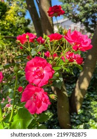 Tea Rose (Rosa × Odorata) Is A Hybrid Flowering Plant Of The Genus Rosa Native To Yunnan In Southwest China, Whose Taxonomy Has Been Confused. 