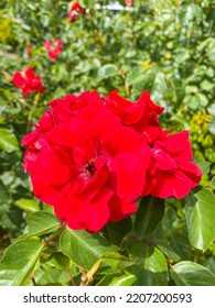 Tea Rose (Rosa × Odorata) Is A Hybrid Flowering Plant Of The Genus Rosa Native To Yunnan In Southwest China, Whose Taxonomy Has Been Confused. 