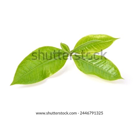 Tea shoots , Green tea leaf isolated on white background