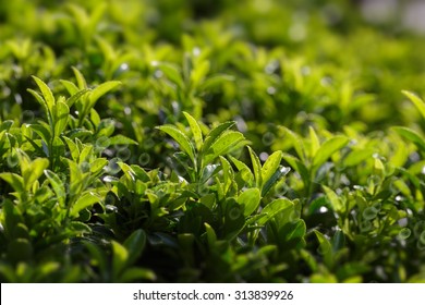 Tea Tree Background