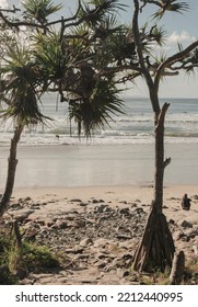 Tea Tree Bay Noosa Beach 