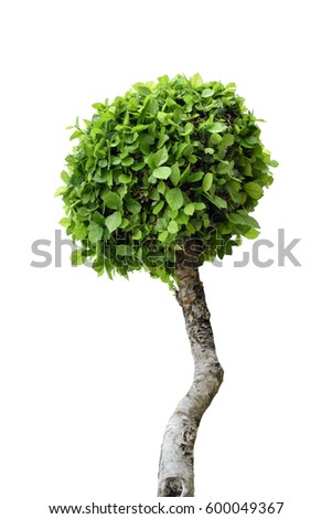 Similar – Image, Stock Photo shingled hair Plant