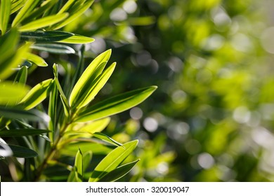 Tea Tree Blur Background