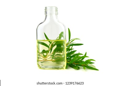 Tea Tree Essential Oil In A Bottle (Melaleuca). Isolated On White Background.