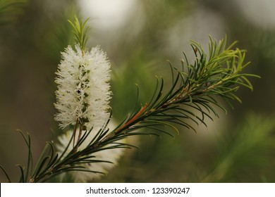 Tea Tree Flower