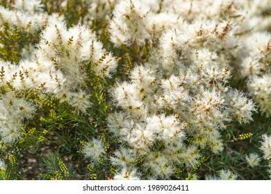 Tea Tree (Melaleuca Alternifolia) Close-up