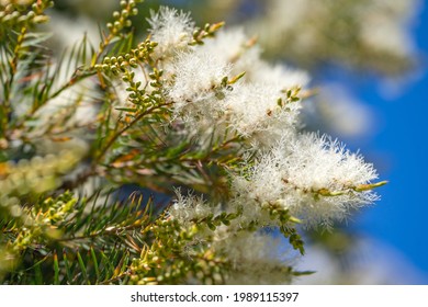 Tea Tree (Melaleuca Alternifolia) Close-up