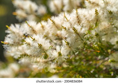 Tea Tree (Melaleuca Alternifolia) Close-up	