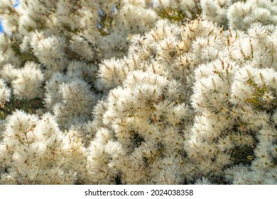 Tea Tree (Melaleuca Alternifolia) Close-up	