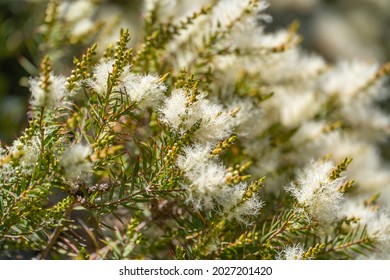 Tea Tree (Melaleuca Alternifolia) Close-up