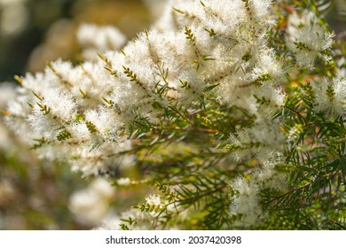 Tea Tree (Melaleuca Alternifolia) Close-up