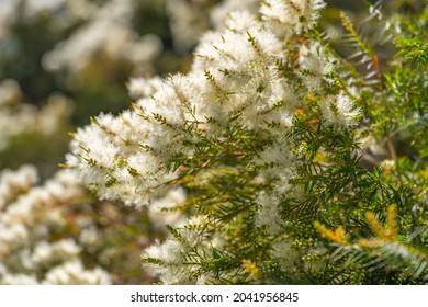 Tea Tree (Melaleuca Alternifolia) Close-up