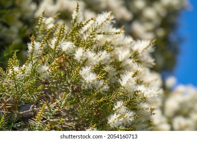 Tea Tree (Melaleuca Alternifolia) Close-up