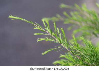 Tea Tree (Melaleuca Alternifolia) Is A Myrtaceae Evergreen Tree, From Whose Leaves The Essential Oil Tea Tree Oil Is Extracted.