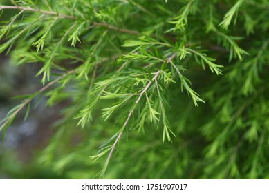 Tea tree (Melaleuca alternifolia) is a Myrtaceae evergreen tree, from whose leaves the essential oil Tea tree oil is extracted. - Shutterstock ID 1751907017