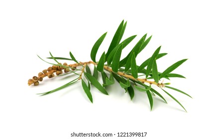 Tea Tree (Melaleuca) Branch And Leaves. Isolated.