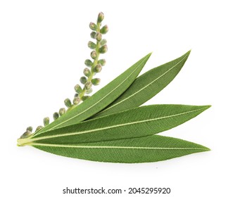 Tea Tree, Melaleuca Twig With Dried Leaves And Seeds Isolated On White Background.