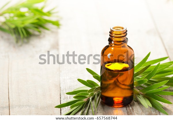 tea tree oil in the amber glass bottle and fresh\
tea tree leaves
