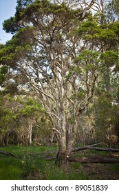 Tea Tree Plantation