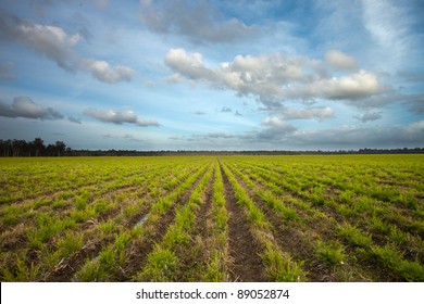 Tea Tree Plantation