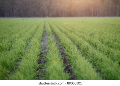 Tea Tree Plantation