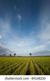 Tea Tree Plantation, Rows For Harvesting