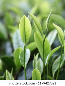 Tea Tree Plantation,leaf Close-up