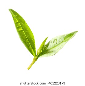 Tea Tree (Thea Sinensis). Green Leaf. Healthy Food Ingredient And Healthy Drink. Herb Isolated On White Background.