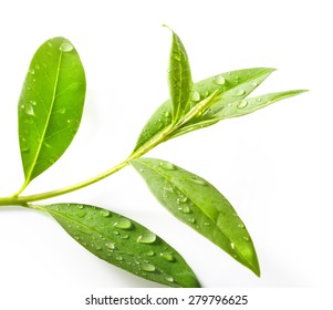 Tea tree (Thea sinensis). The leaves have been used in alternative medicine and other medical systems to treat asthma, angina pectoris, peripheral vascular disease, and coronary artery disease.