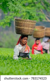A tea tribe woman plucking tea-leaves in a tea garden in Assam. 