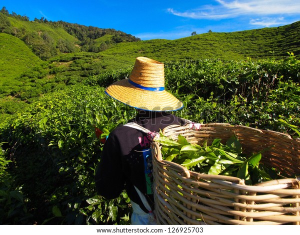 Tea Worker picking tea leaves in a tea\
plantation Cameron Highlands\
Malaysia