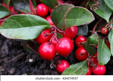 Teaberry, Gaultheria Procumbens