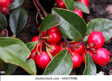 Teaberry, Gaultheria Procumbens