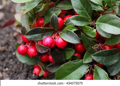 Teaberry, Gaultheria Procumbens