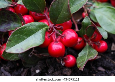 Teaberry, Gaultheria Procumbens