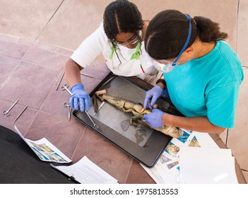 Teacher And Teen Student Work Together In Biology Class