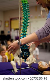 Teaching Brain Injury Prevention And Head Safety To Children With Nervous System Display And Eggs