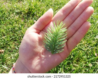 Teaching Of Natural Science. Coniferous Tree Leaf In The Human Hand. Identification Of Common Trees And Plants, What Grows In Countryside And Woodland. Close Up View With Natural Background.